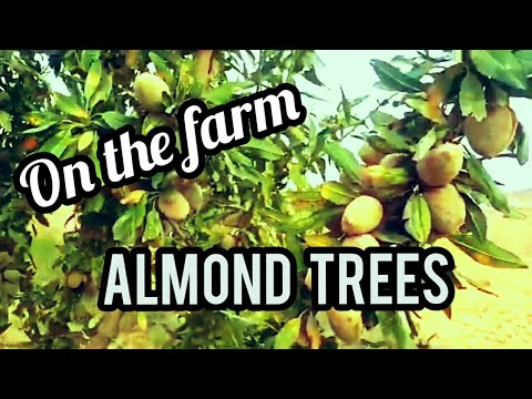 On the Farm  (Almond Trees)
