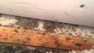 Termites in Slab Home