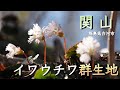 【春の花活】4月 イワウチワ群生地「関山」福島県白河市　