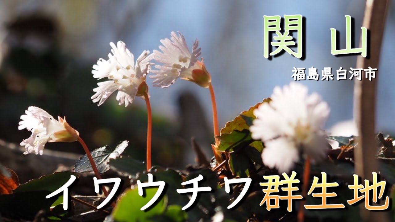 【春の花活】4月 イワウチワ群生地「関山」福島県白河市　