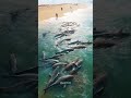 Shark Animation | Trending Video | Viral #Animation #Ghost #Shorts