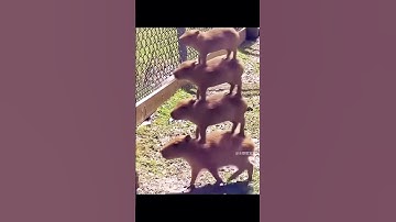 As requested by fans 🫣capybara #capybara #drawing