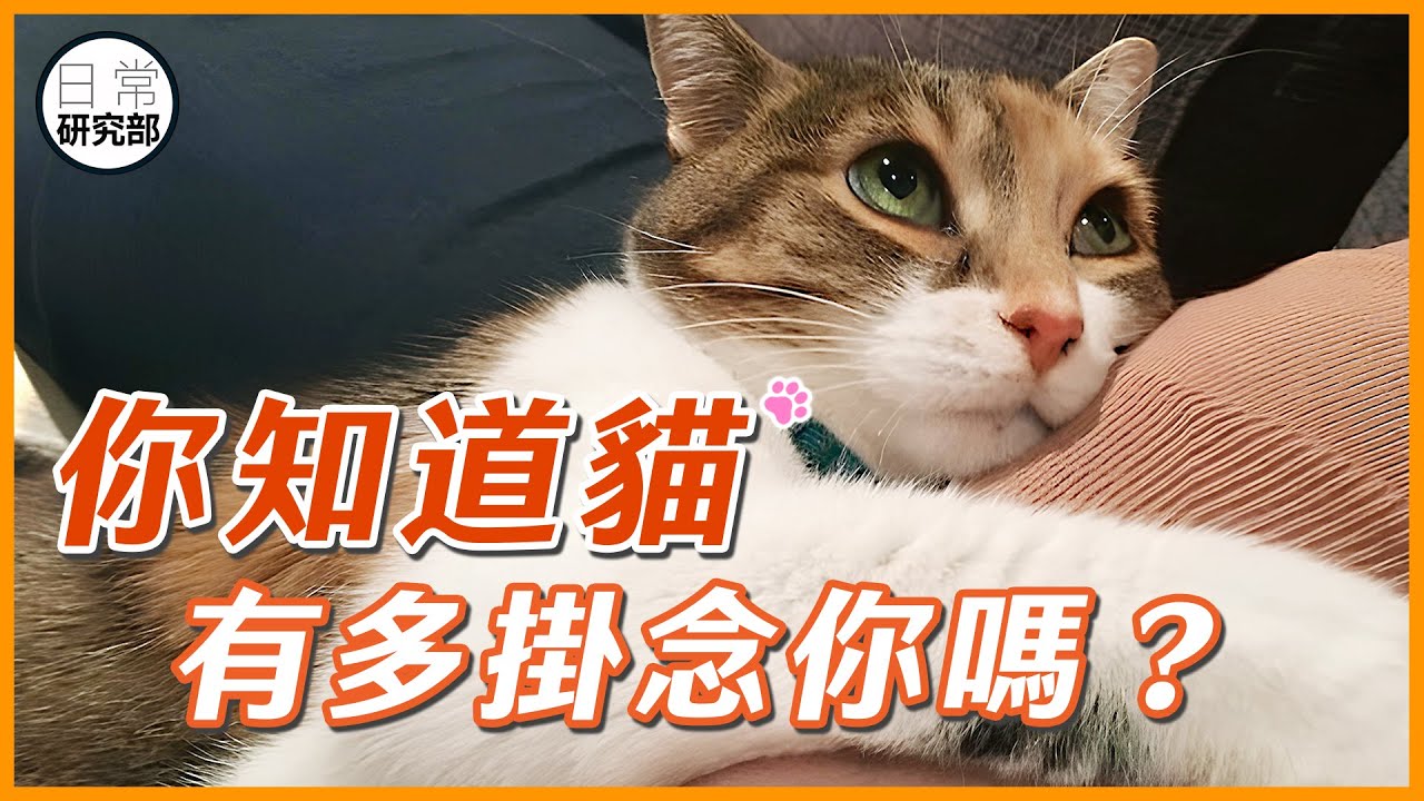 你不在家，你的貓會想你想到哭！