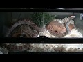 Houdinicam! - My Pet Corn Snake Tours His Enclosure