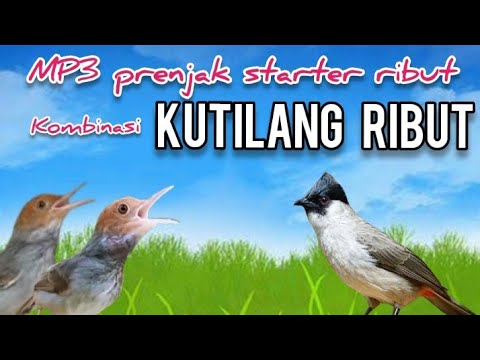 MP3 Prenjak Starter Ribut Kombinasi Kutilang Ribut Untuk Pikat Burung Kecil