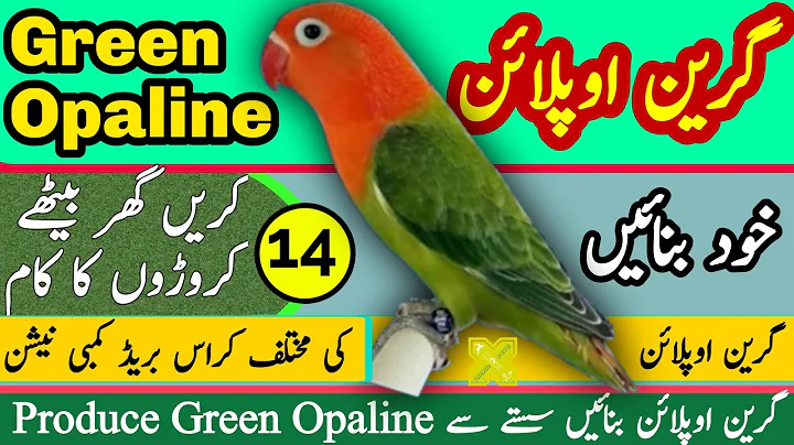 Produce Green Opaline at Home |          | LB Gen ...