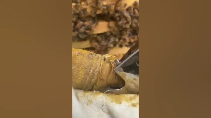 Catching emerging virgin queen, saving her from battle!