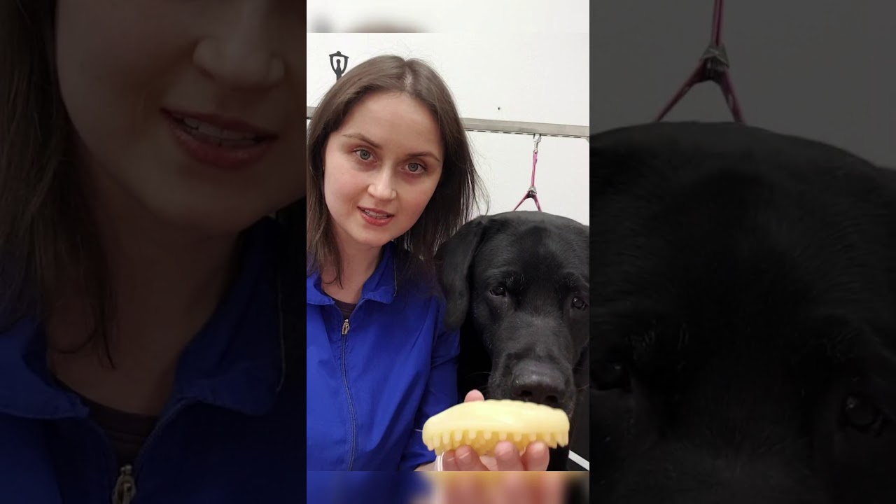 Груминг лабрадора. Как помыть и вычесать собаку дома?