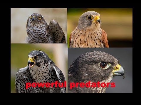 YIRTICI KUŞ SESLERİ   ** predetor birds voices ** atmaca şahin kerkenez doğan