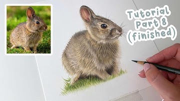 How to Draw a Realistic Bunny Rabbit | Bunny Rabbit Coloured Pencil Tutorial Part 8