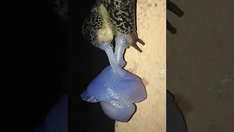 Come si accoppiano le lumache con guscio?
