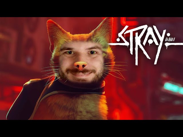 VÍDEO DE GATO DO JOGO DE GATO! Esse é o jogo mais fofo do mundo! [STRAY] 