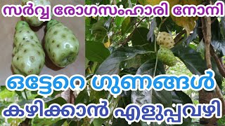 നോനി|സർവ്വരോഗ സംഹാരി|NONI|HOW TO EAT NONI FRUIT|BEST MEDICINE|BEST FRUIT|NONI FRUIT|CANCER MEDICINE