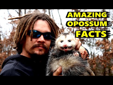 AMAZING OPOSSUM FACTS