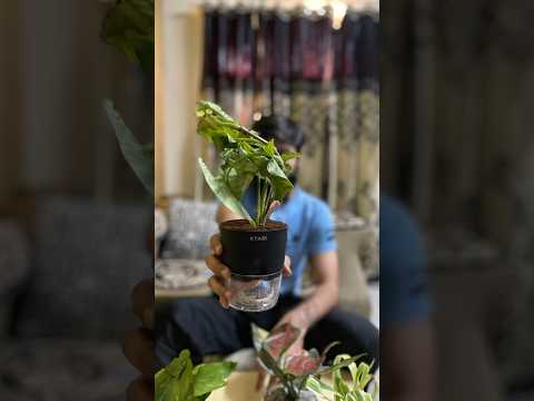 Amazing plants from