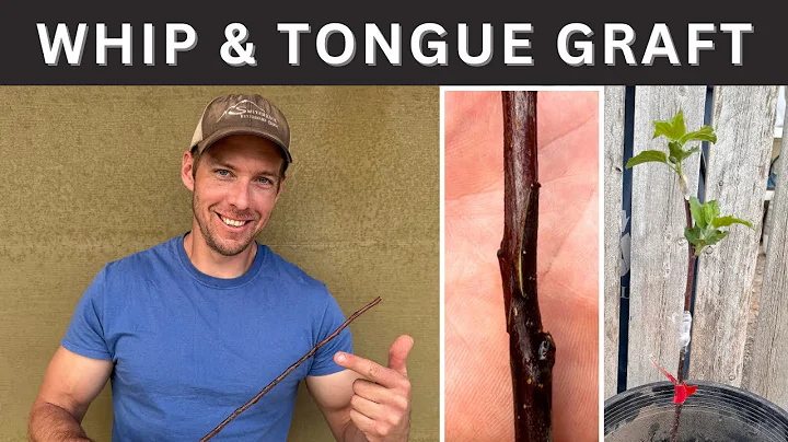 Bench Grafting with Whip and Tongue Cut for Apple Trees: Beginner's Guide