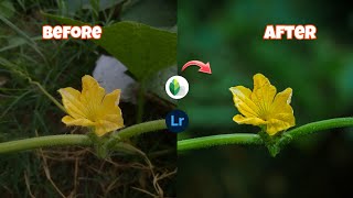 Flower mobile editing tutorial | Blur image background | Lightroom color grading screenshot 5