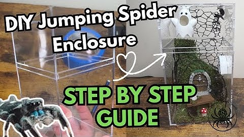 Zelfgemaakte omheining voor springspinnen | Stapsgewijze handleiding voor beginners