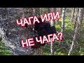 Чага или не чага? Заготовка березовой чаги на зиму