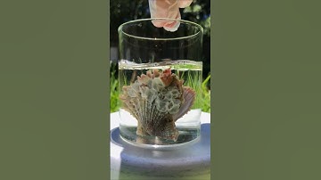 Scaly Scallop Seashell | Cleaned with Bleach #shorts #shell #shells