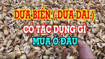 Dứa biển, dứa dạ, dứa gai - Dứa biển có tác dụng gì - Dứa biển ngâm rượu - Mua dứa biển ở đâu