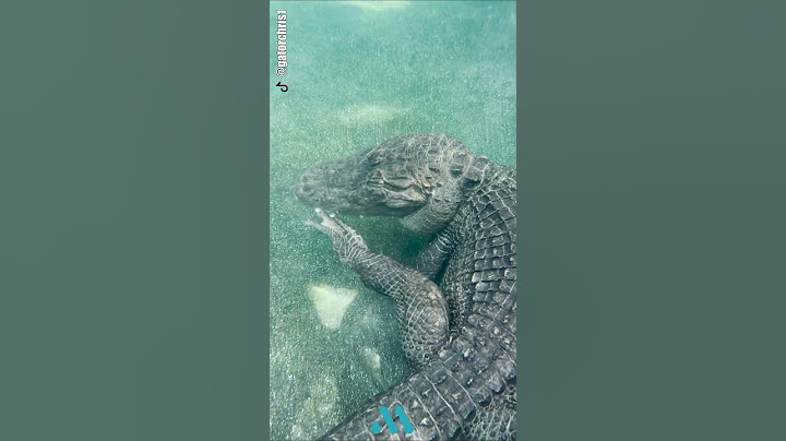 ¿Los COCODRILOS se RASCAN? 🤔