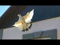 Погнал голубей опять появился чужак/Pigeons flew again, another pigeon appeared