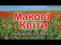 Маки квіти червоні Макове поле Маки в полі цветуть Пісня про маки