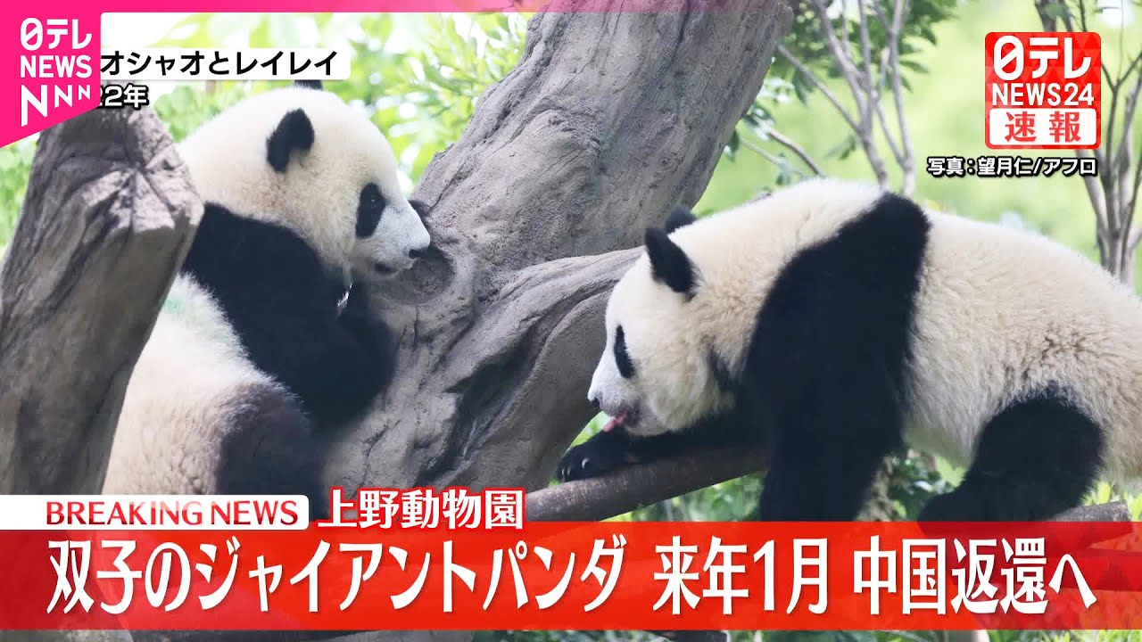 【速報】上野動物園・双子のジャイアントパンダ  来月下旬中国に返還へ
