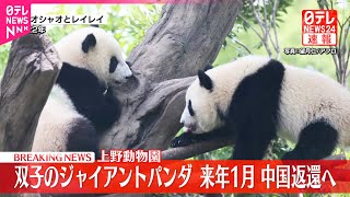 【速報】上野動物園・双子のジャイアントパンダ  来月下旬中国に返還へ