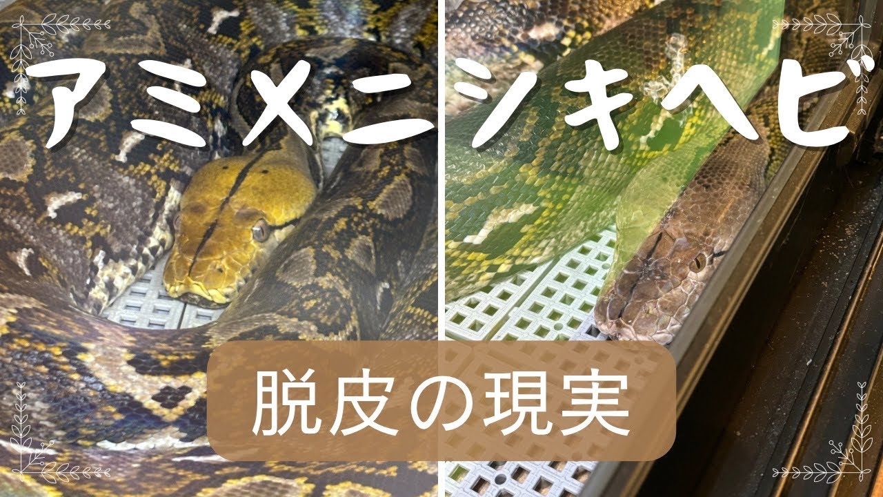 アミメニシキヘビの脱皮の現実🐍