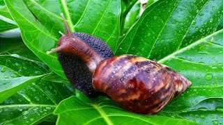 HUNTING SNAILS! Mencari Dan Menemukan Keong Bekicot Dan Siput Tanpa Cangkang [Keong Bekicot Siput]