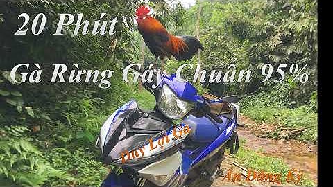 Gà Rừng Gáy Giọng Chuẩn 95% l Chơi Cánh l 20 Phút l 2021