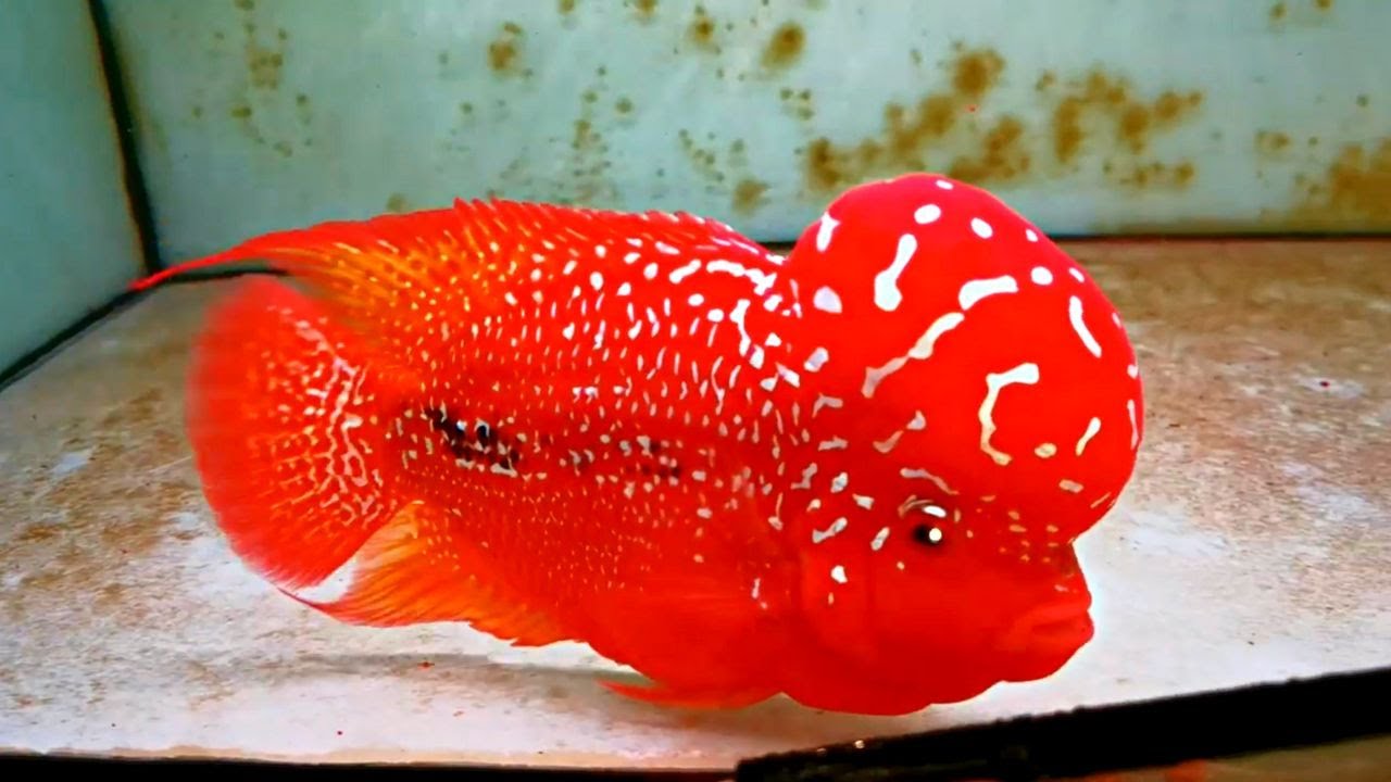 Top 9 Big Head and Rare Super Red King Kamfa Flowerhorn Fish YouTube