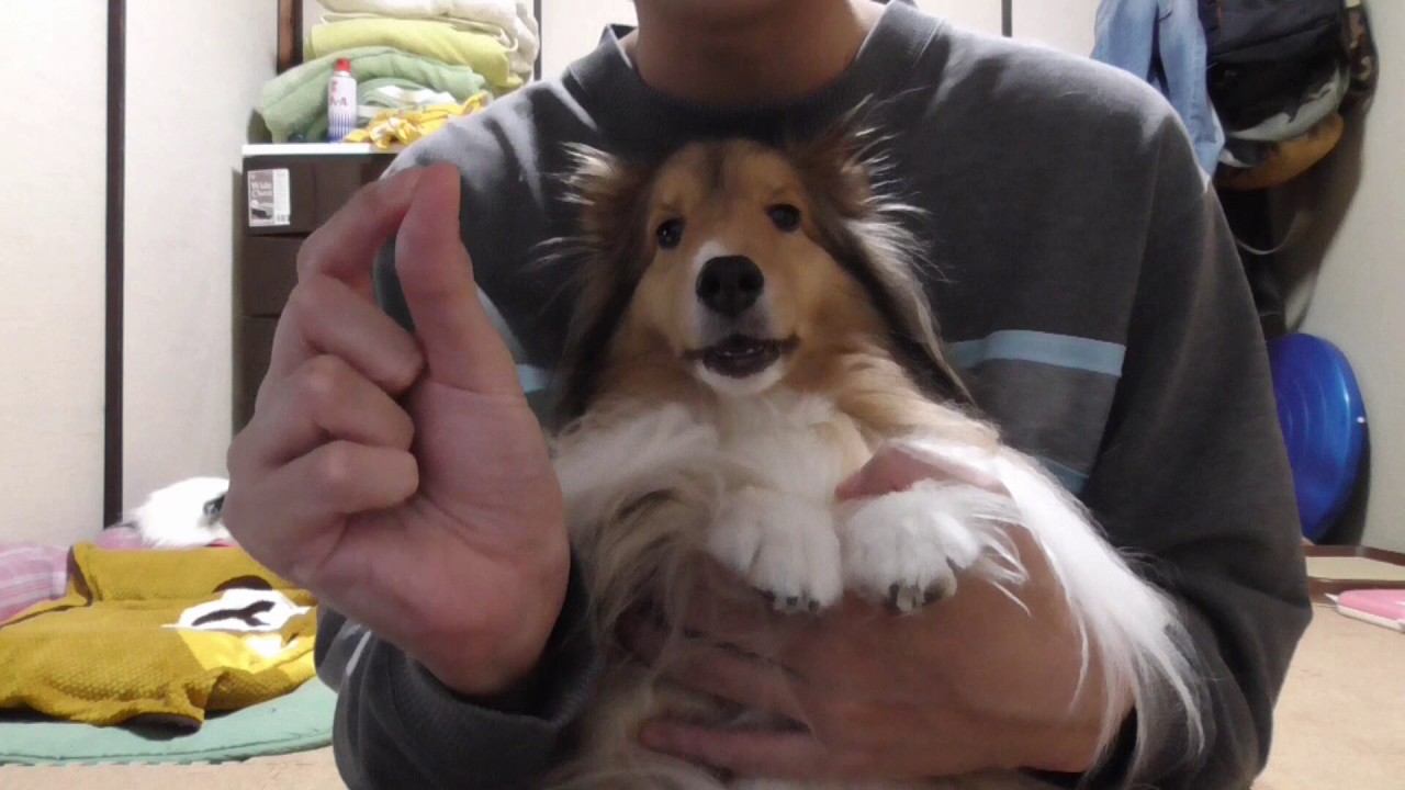 対策 可愛いシェルティ 犬の体臭 コメント返信 Cute Sheltie Dog S Body Odor Reply To Comments 体臭の原因と対策法が知りたい