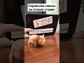 Свин прощается с первой студией