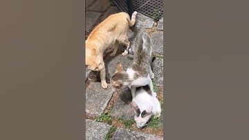 Thumbnail of Angry male cats argument for female cat|Cats Fighting |03