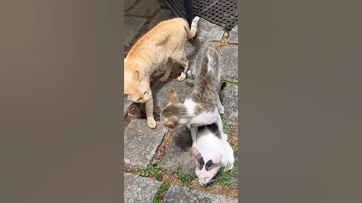 Video 7416821: cat fight funny kitten, cats kitten funny catlover, cat fight angry, female cats fighting, cat male kitten