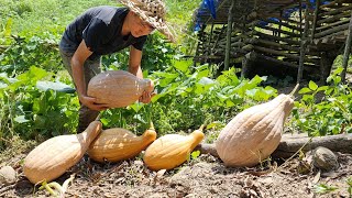 Robert harvests giant pumpkins. Survival Instinct, Wilderness Alone (ep185)