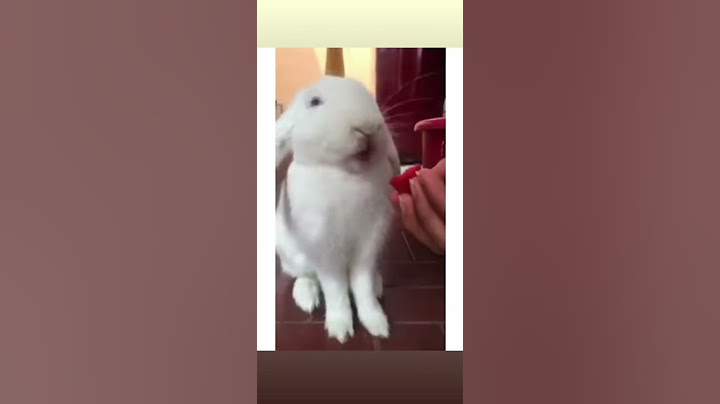 Rabbit throwing up