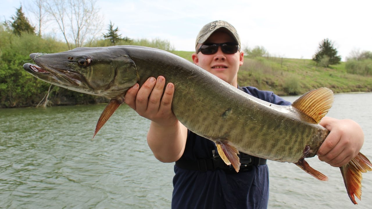 40" Muskie in Illinois (Flipping and Pitching Beavers) YouTube