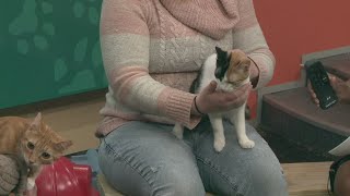 Ready Pet GO! Happy Tails Cat Sanctuary visits 3News