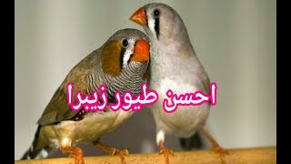 شاهد احسن هدية لعشاق طائر الزيبرا