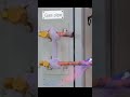 #election #hiphopindiadancerealtyshowand #trending #viral #electrician