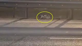 The poor old dog lying alone on the highway, severely malnourished desperate waiting for help by DogLife 1,069 views 2 years ago 8 minutes, 14 seconds