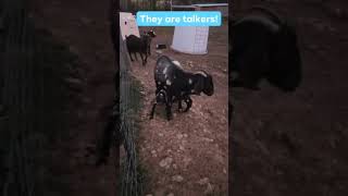 These Baby Goats Are Talkers.