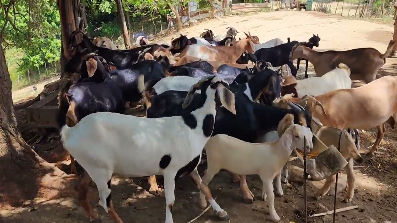 La producción de chivos de Bienvenido Rodríguez Aumentó de forma increíble