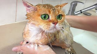 Как искупать Злого Кота Как искупать Злого Кота