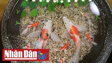 Khám phá nét độc đáo từ nghệ thuật tranh cá 3D