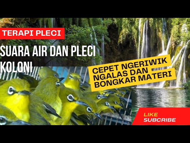 TERAPI PLECI SUARA AIR DAN PLECI KOLONI CEPET NGEWIK NGALAS DAN BONGKAR MATERI class=